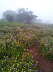 Karvi in bloom on Kaas plateau