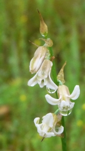 Flowers of Dipcadi ursulae