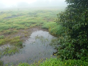A monsoon pond in the Kaas plateau