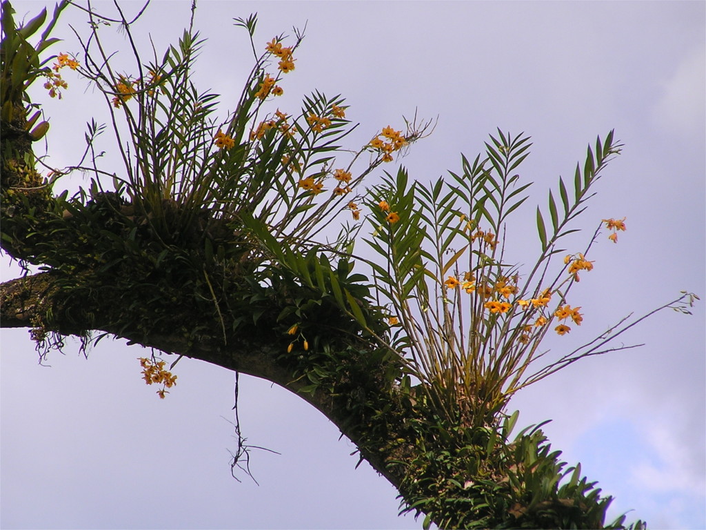 Dendrobium fimbriatum orchid, Bhutan