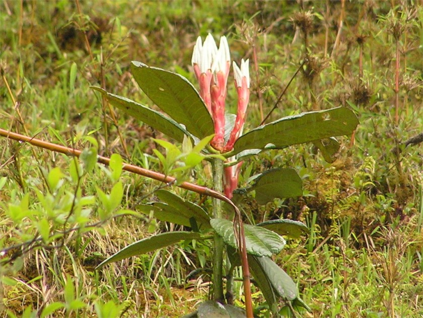 Unidentified ground orchid, Bhutan