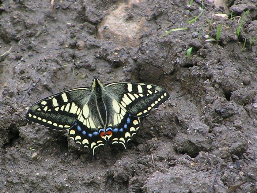 A butterfly mud pooling, Tang, Bhutan