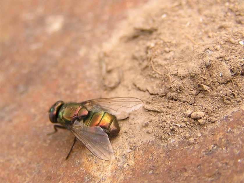 Coppery fly, Tang, Bhutan