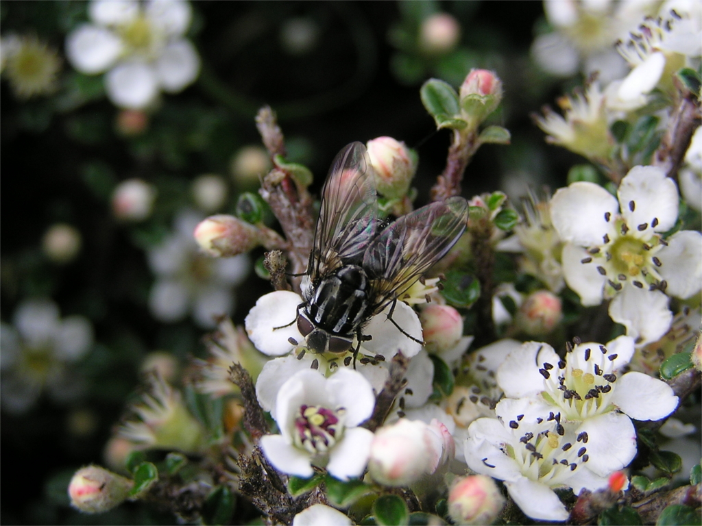 A pollinator fly is hard to spot, Tang, Bhutan