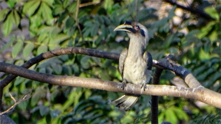 Grey hornbill in Mumbai